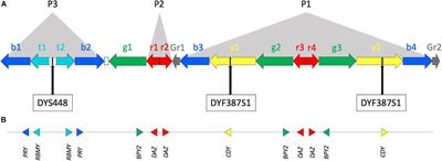 Sequence Read Depth Analysis of a Monophyletic Cluster of Y Chromosomes Characterized by Structural Rearrangements in the AZFc Region Resulting in DYS448 Deletion and DYF387S1 Duplication